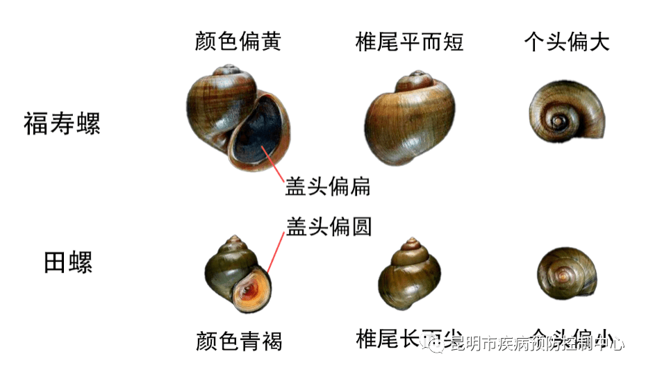 福寿螺的一些特点