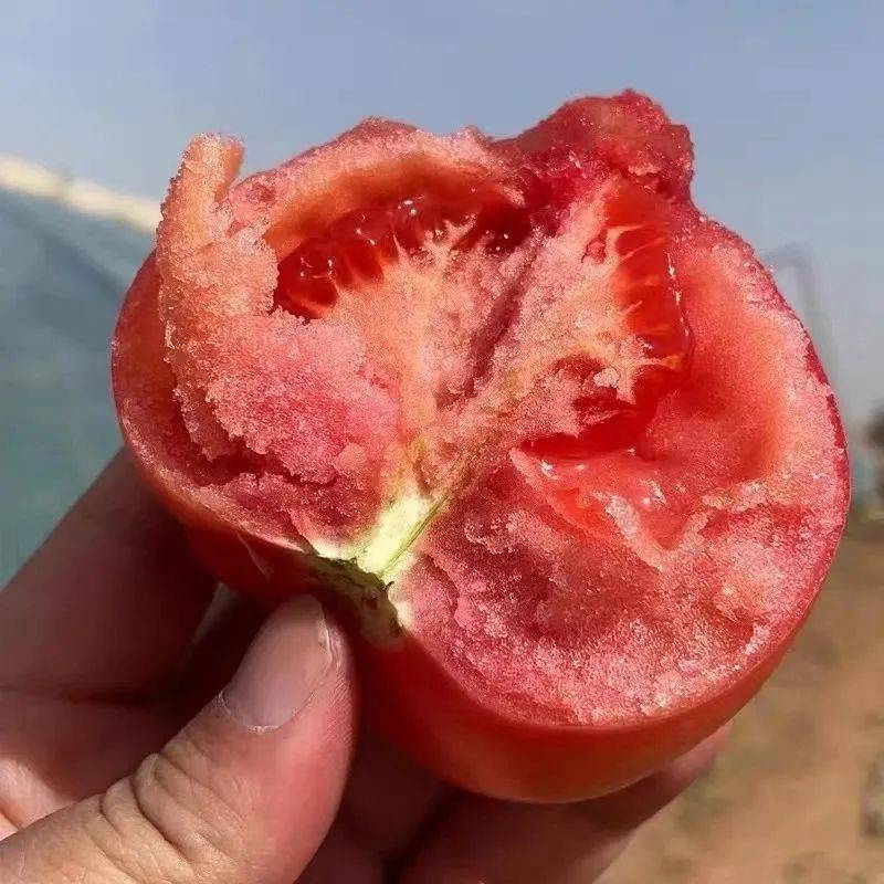 关于沙瓤西红柿的一百种吃法接下来就开启一场赏味之旅,它的皮超薄,不