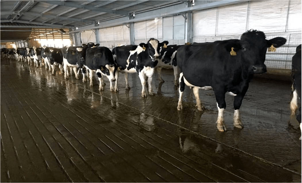 权威奖项:伊利奶牛全生命周期健康养殖引领奶牛福利事业新发展_动物