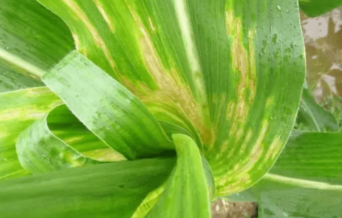 玉米顶腐病症状和防治方法!_发病_病害_病原菌