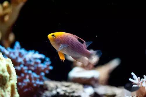 薄荷虾,5个宝贝螺,4个别的螺,1个黄吊和1一对粉红魔为了维持以上参数