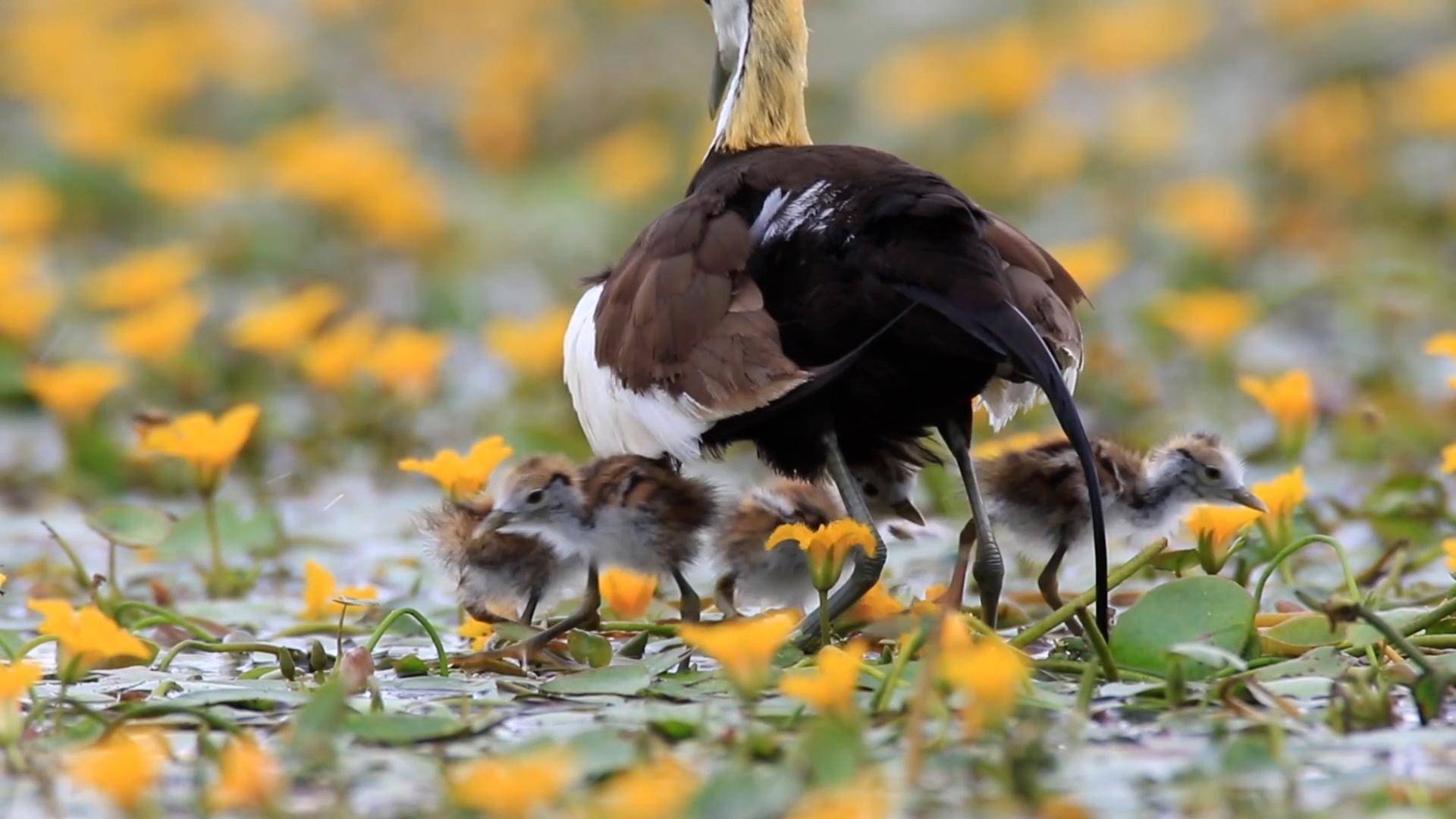 "凌波仙子"水雉"踩背"超治愈_国家_青华_保山