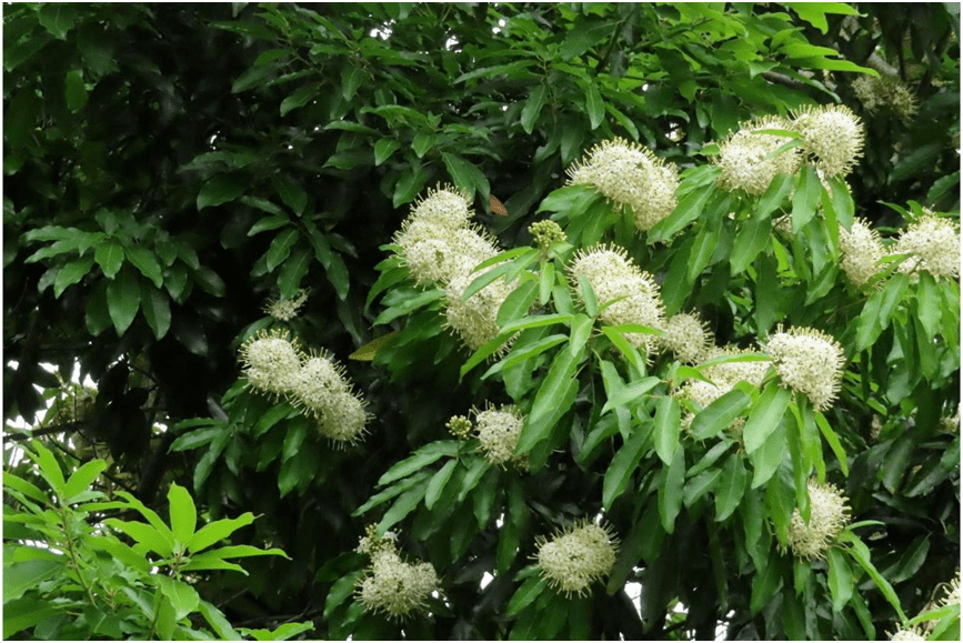 梭罗_普陀_南京