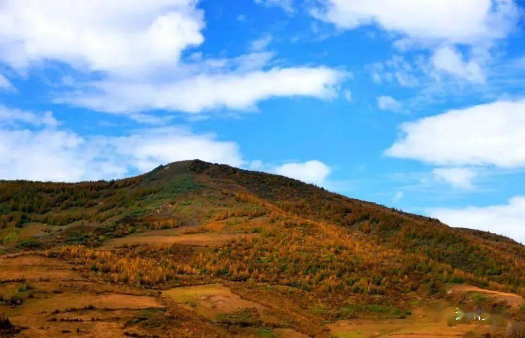 【武山十景出炉】打卡桦林秋韵_疏松_土质_时节