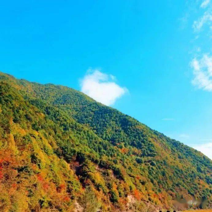 【武山十景出炉】打卡桦林秋韵_疏松_土质_时节