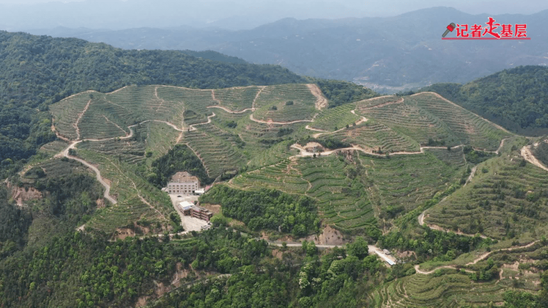 【记者走基层】洲瑞镇:政府引领 企业带动 助力乡村振兴 为高质量发展