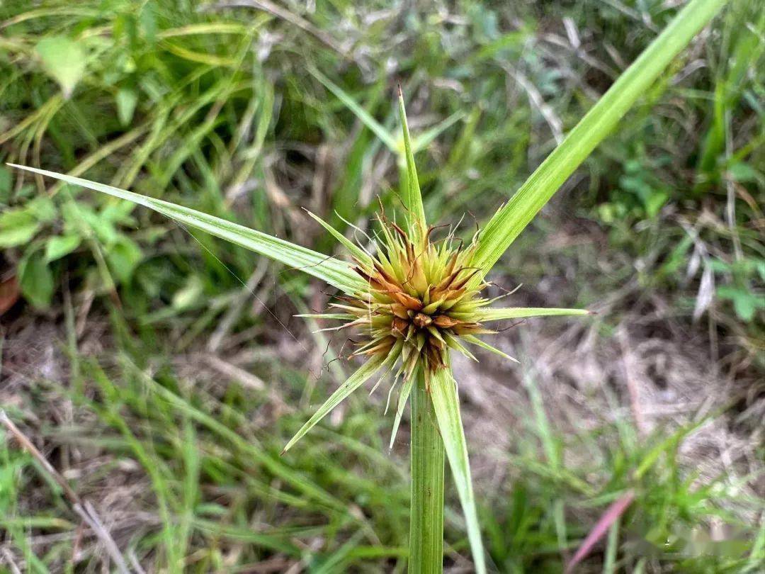 滴水岩植物图集(二十一)_四季_天色_梭罗
