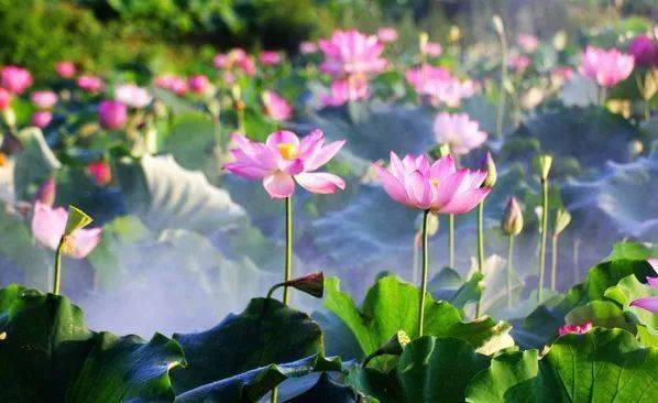 莲爱江西_荷花_莲花_荷叶