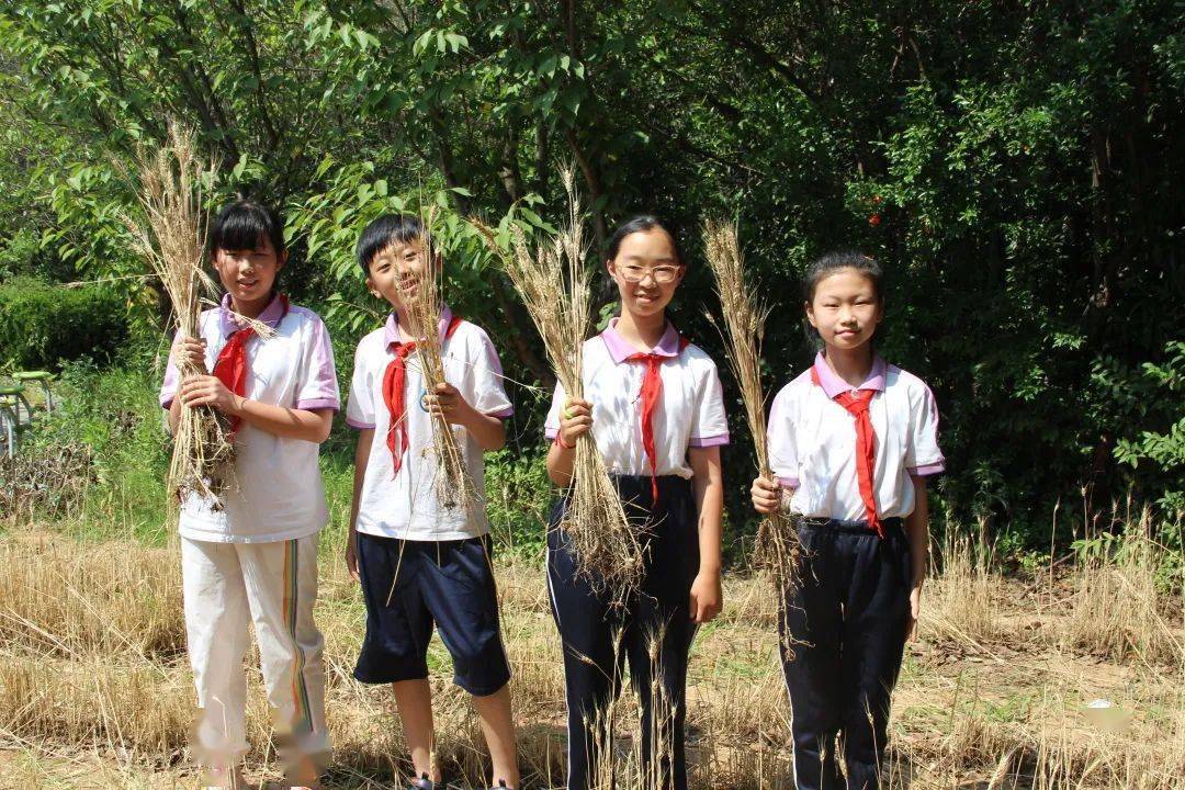 把班会课开在麦田里——青岛枣山小学创新开展班会课和劳动教育_生活