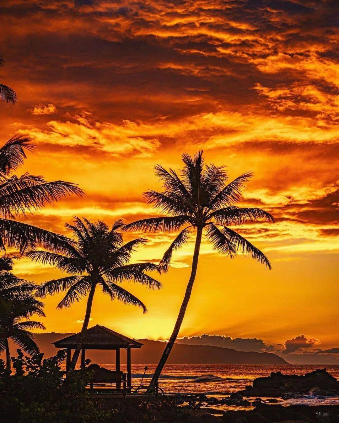 夕阳余晖,椰林树影婆娑_photo_by_大海