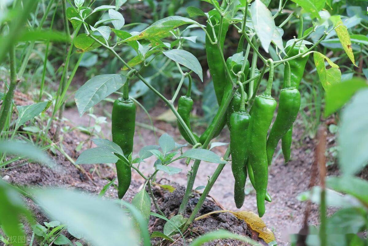 哪些蔬菜喜水?哪些蔬菜怕水多?