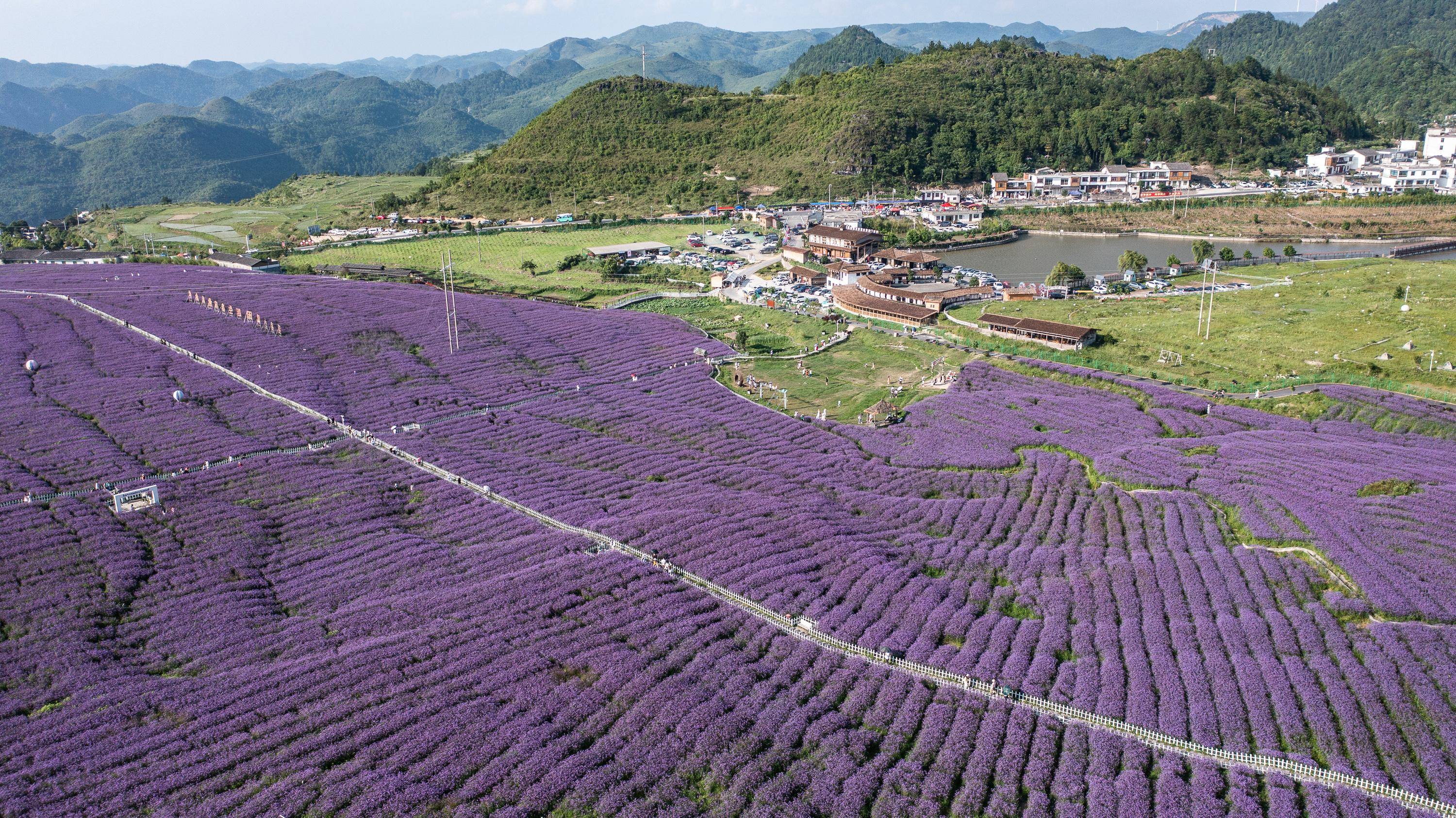 贵阳花溪最大花卉市场图片