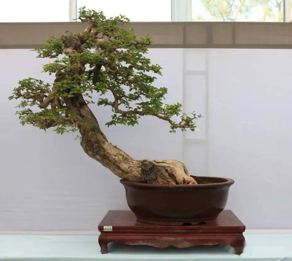 第十届云南省盆景展评选结果已出炉!_cm_规格_清香
