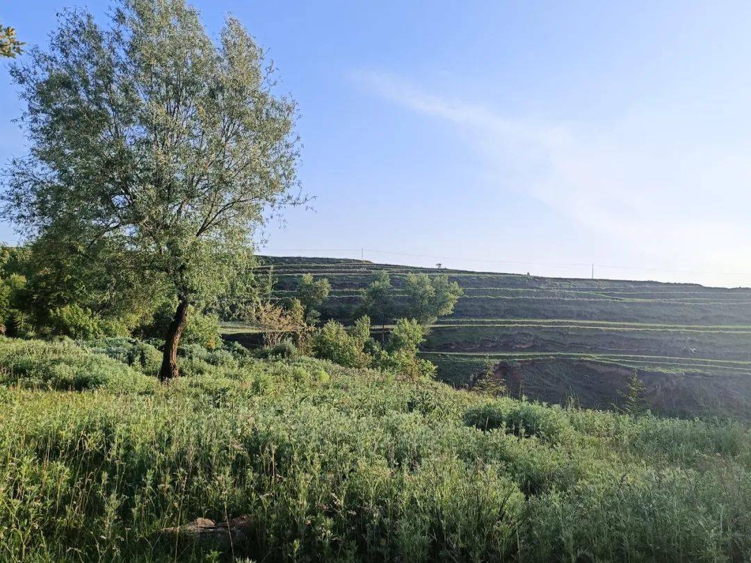 高峰乡:优化产业布局 促进农业增效