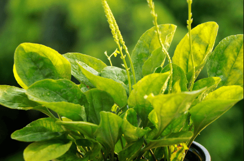 采采芣苢,薄言掇之.采采芣苢,薄言捋之.