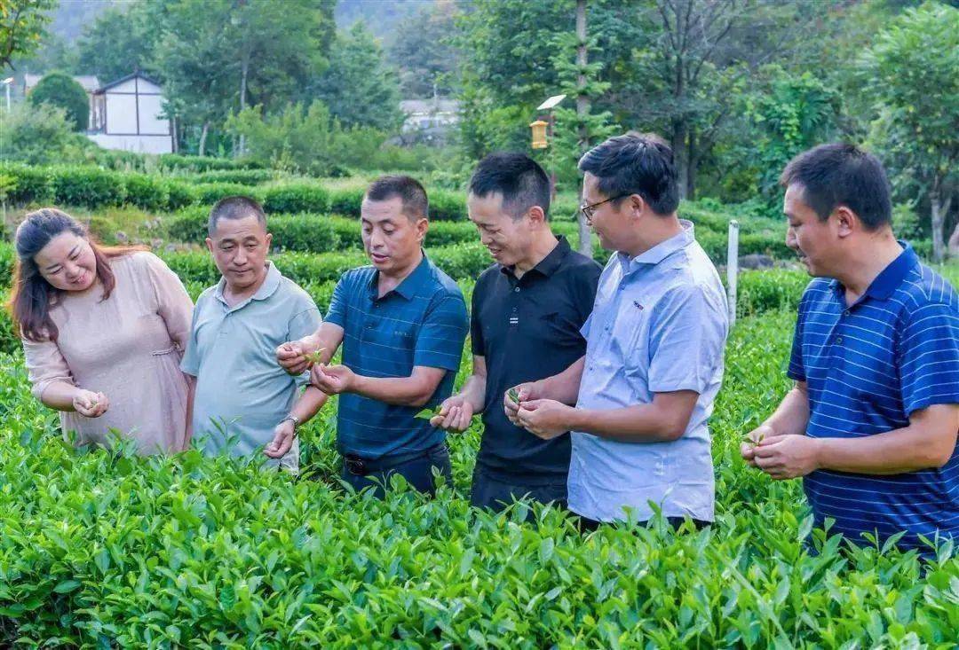 覃立明_长阳_茶园