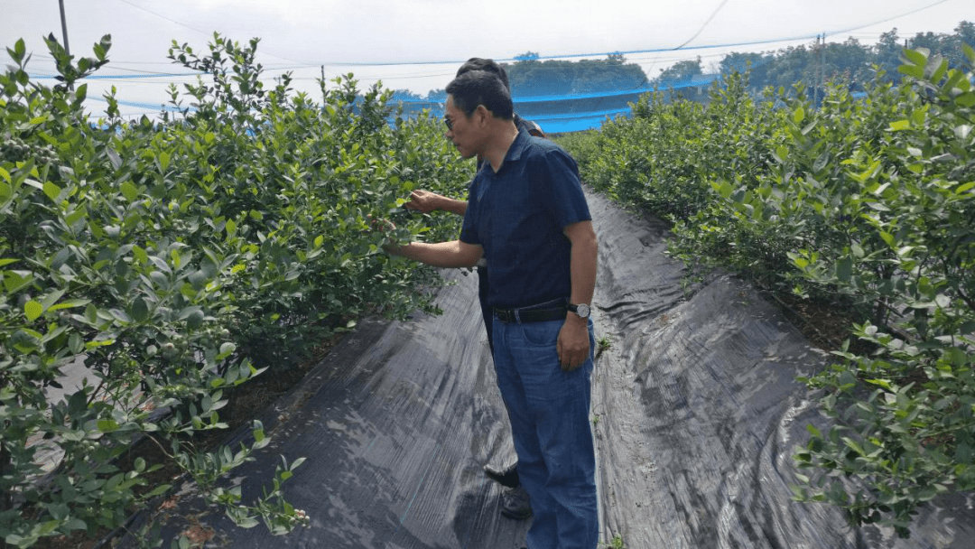 "这是无为市襄安镇的种粮户们经常挂在嘴边的一句话.