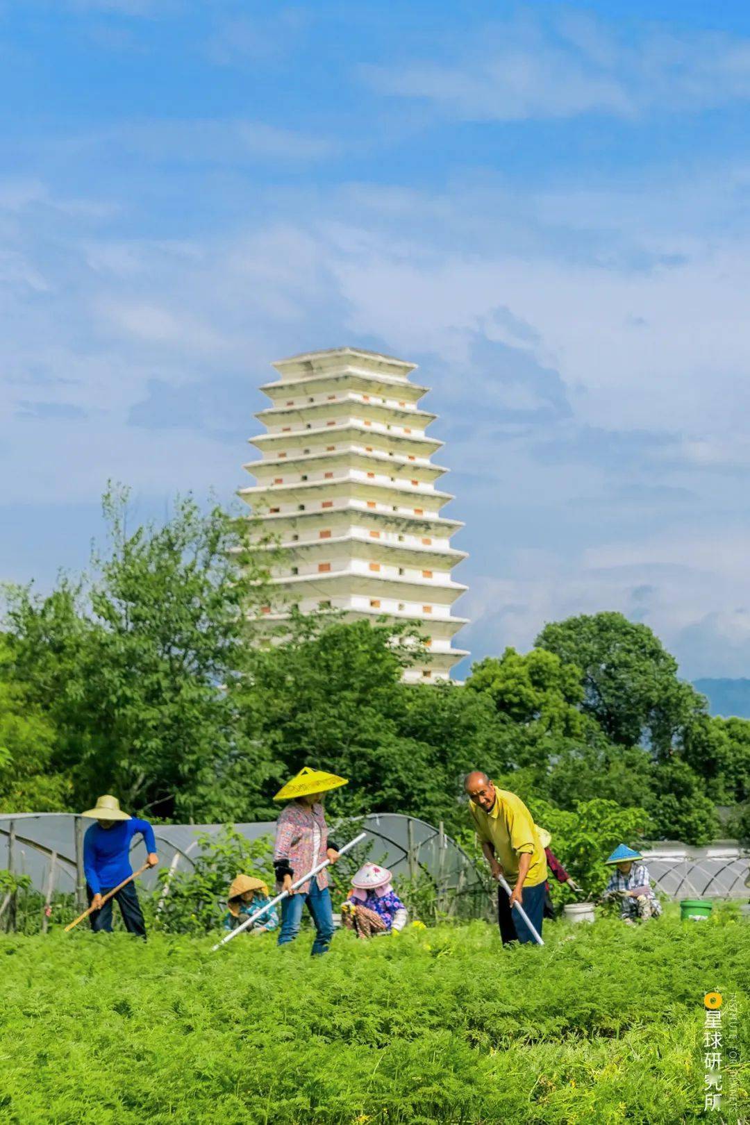 位于红岩镇的川芎药田,远处是正觉寺塔|摄影师@墨山