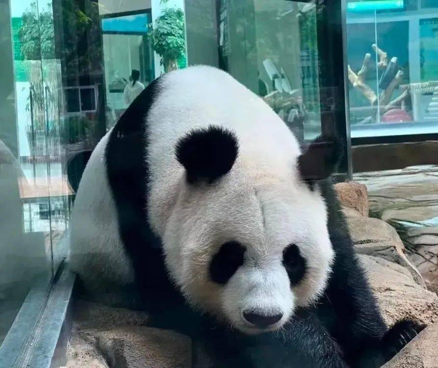 动物园大熊猫馆线路1亲子时光之旅岫岩仙人谷温泉台安龙湖温泉度假村