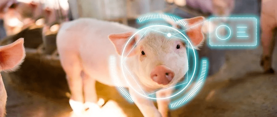 【坐标中国】智能化养猪未来可期——《中国生猪产业智能化装备与数字