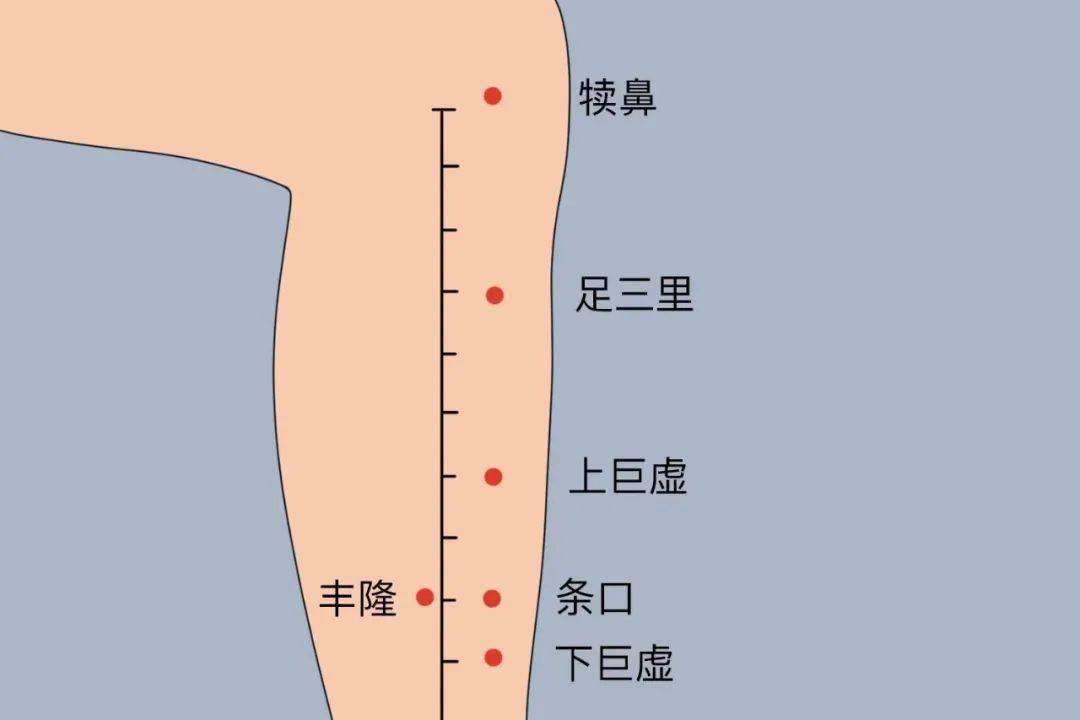 足三里穴位于外膝眼下三寸，胫骨前嵴旁开一横指，为胃下合穴，是防病保健之穴