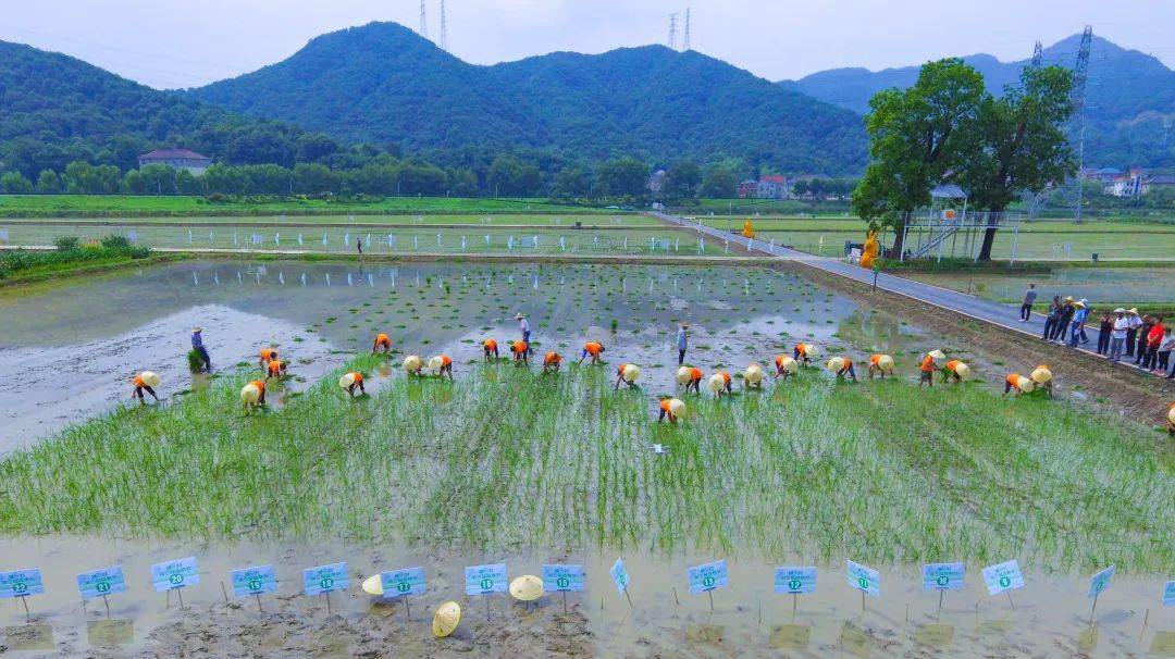 横一村迎来第三届插秧节_比赛_选手_高手