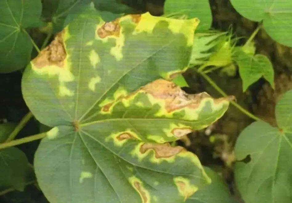 【棉花种植】了解棉花枯黄萎病发生规律以及预防措施!_发病_病害_症状