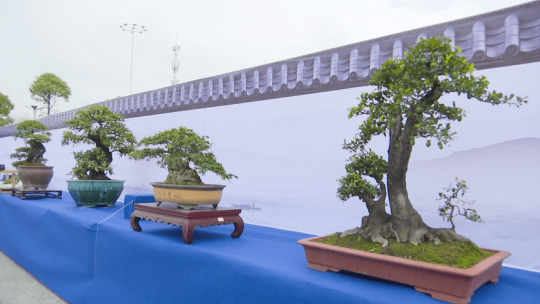 【网络中国节·端午】贵州省盆景艺术协会·西部联盟精品盆景展活动在