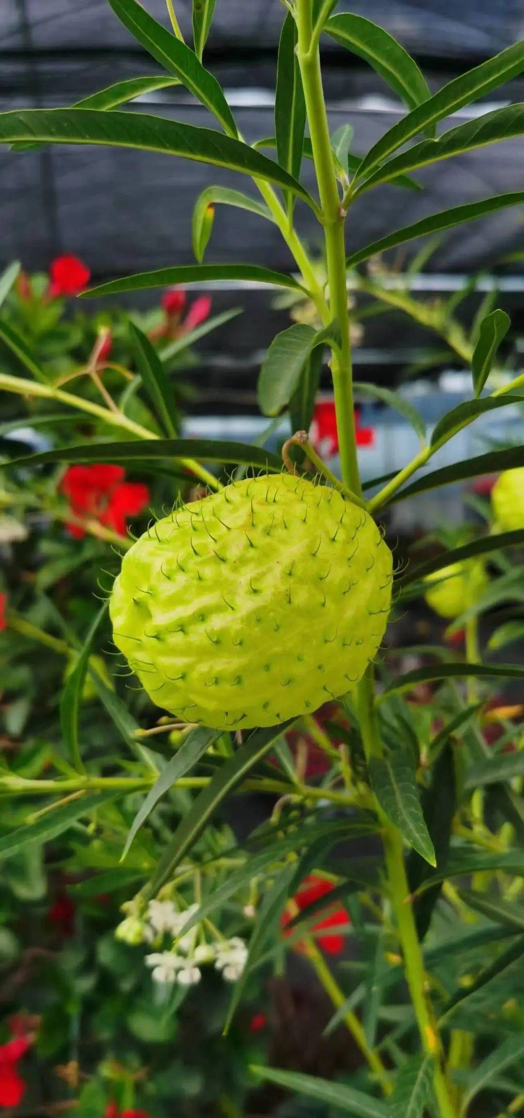 这件事儿,还要持续七天…_活动_产业_交流会