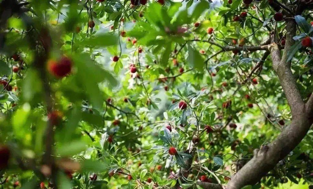 得天独厚的产地优势【江浙沪皖包邮】仙居东魁杨梅,贡品级别,九袒一