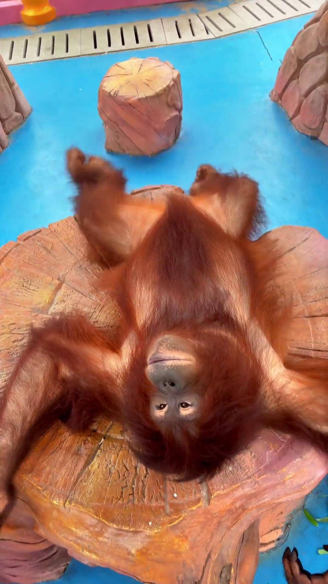 红猩猩 神奇动物在抖音 野生动物零距离 动物的迷惑行为 可爱到爆炸