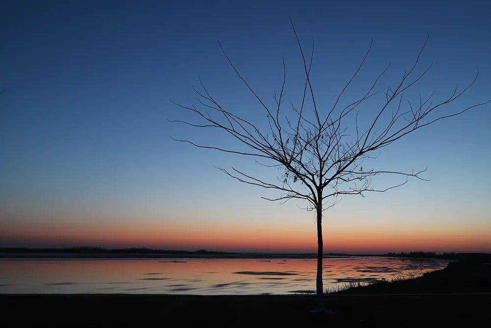 洪放:每个人都有一棵树_巷子_作品_柳树