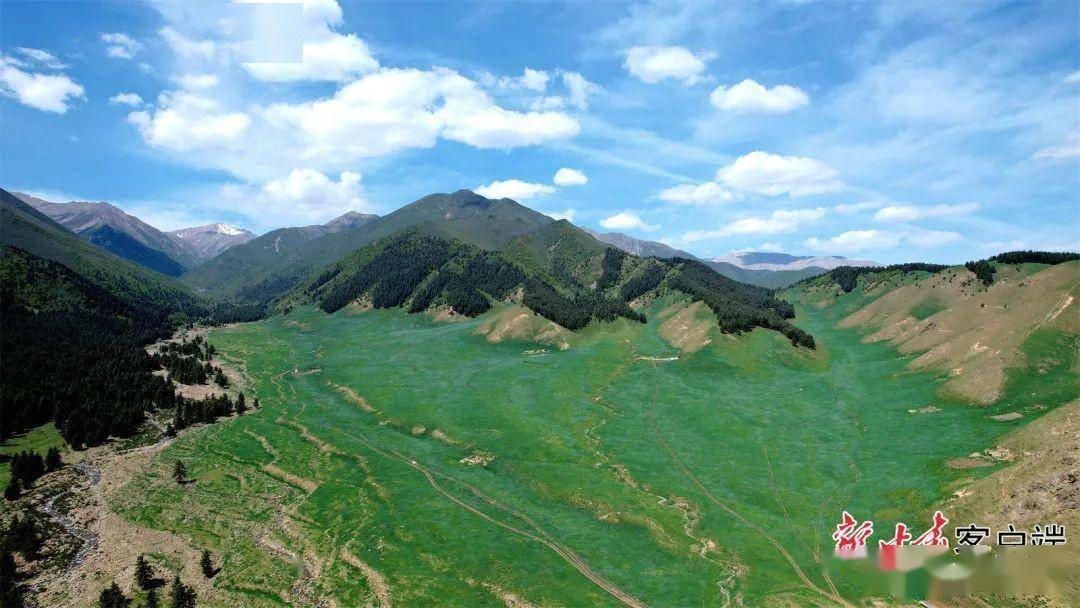 天祝:马兰花开等客来_金奉乾_甘肃_草原