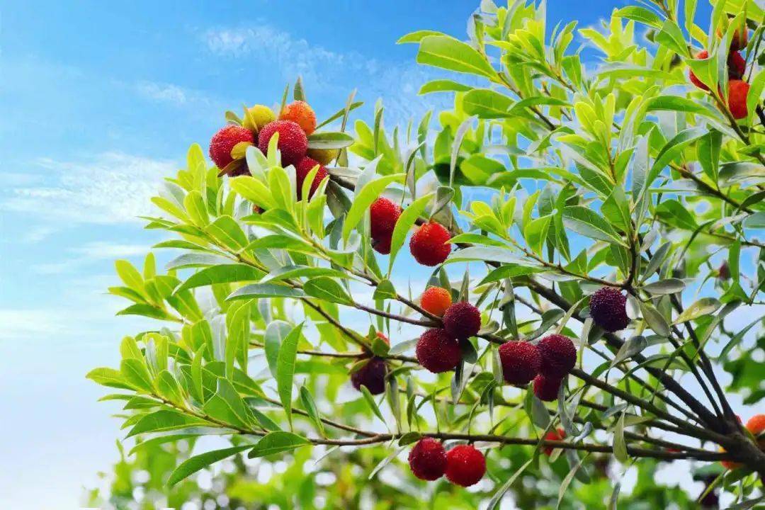 梅好时光,相约茅溪 第九届赤水河生态杨梅节7月1日开幕