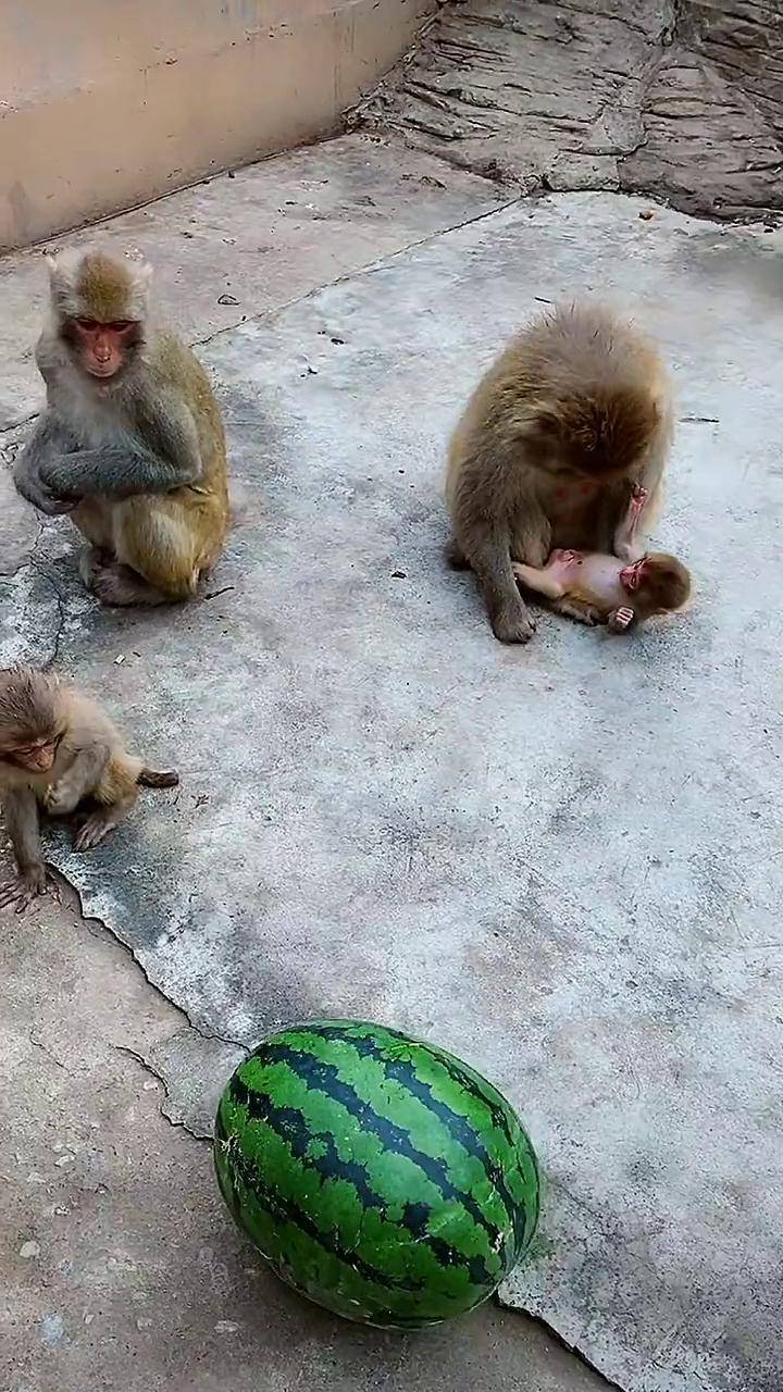 小猴子你把西瓜抱走,西瓜就是你的了.哈哈!