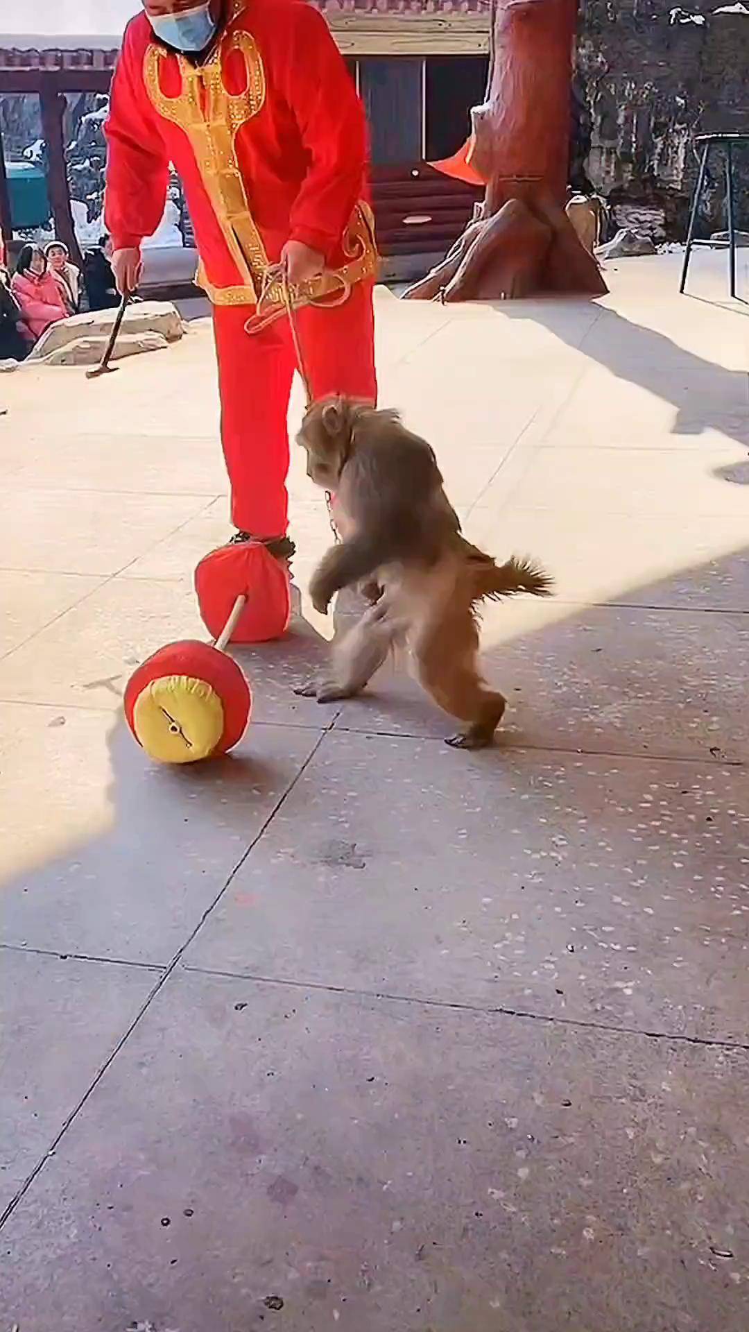 猴子举重猴友 景区表演 万物皆有灵性 万物皆可盘 动物成精 猕猴 搞笑