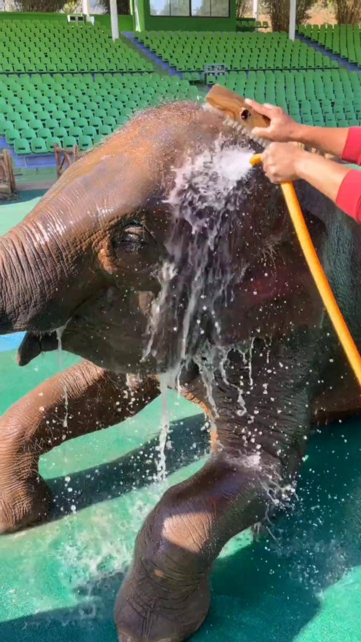 想不想体验了一下大象洗澡 龙之梦动物世界 动物世界