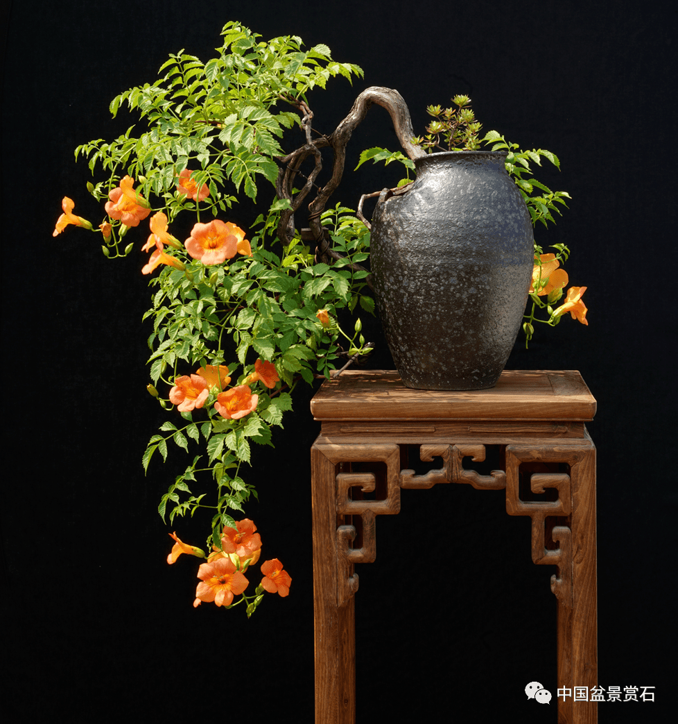 赵庆泉谈盆景创意_自然_中国_作品