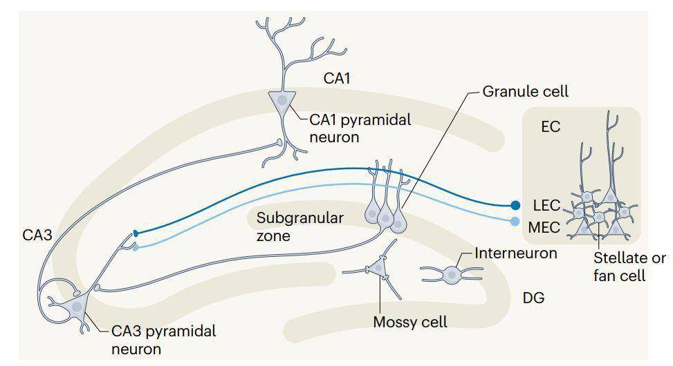 nrn最新总结:明星脑区"海马齿状回"的功能评估—重