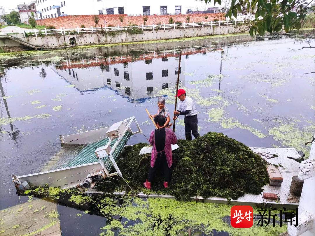 “水上大扫除”让河清岸美捞起的水草还能沤制成肥_戴南镇_打捞_河道