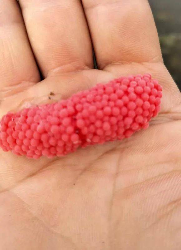 这种粉色的东西需警惕,寄生虫多达6000条 ……_余女士_网友_上海