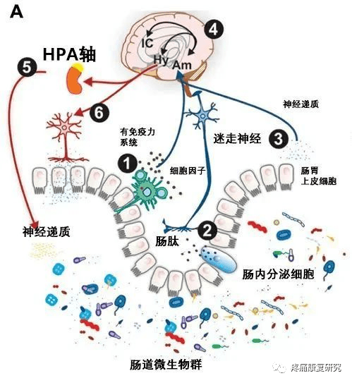 满脑肥肠和脑满肠肥图片