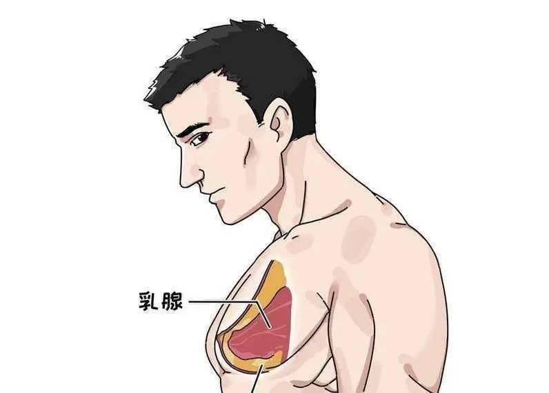 男性的乳头是用来干嘛的?除了区分正反面,还有这4个作用