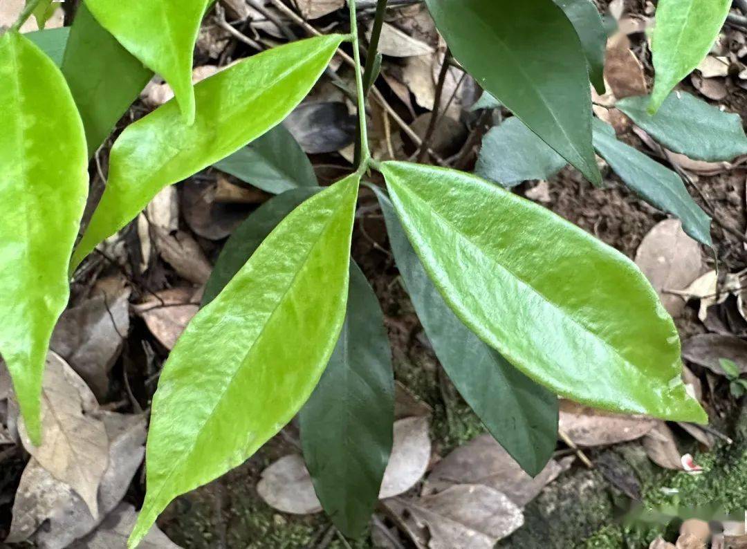 丹霞山植物轻扫
