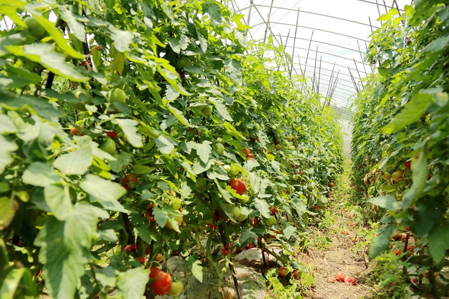 施秉县杨柳塘镇:"红果果"挂满藤 好日子别样红_种植_西红柿_村民