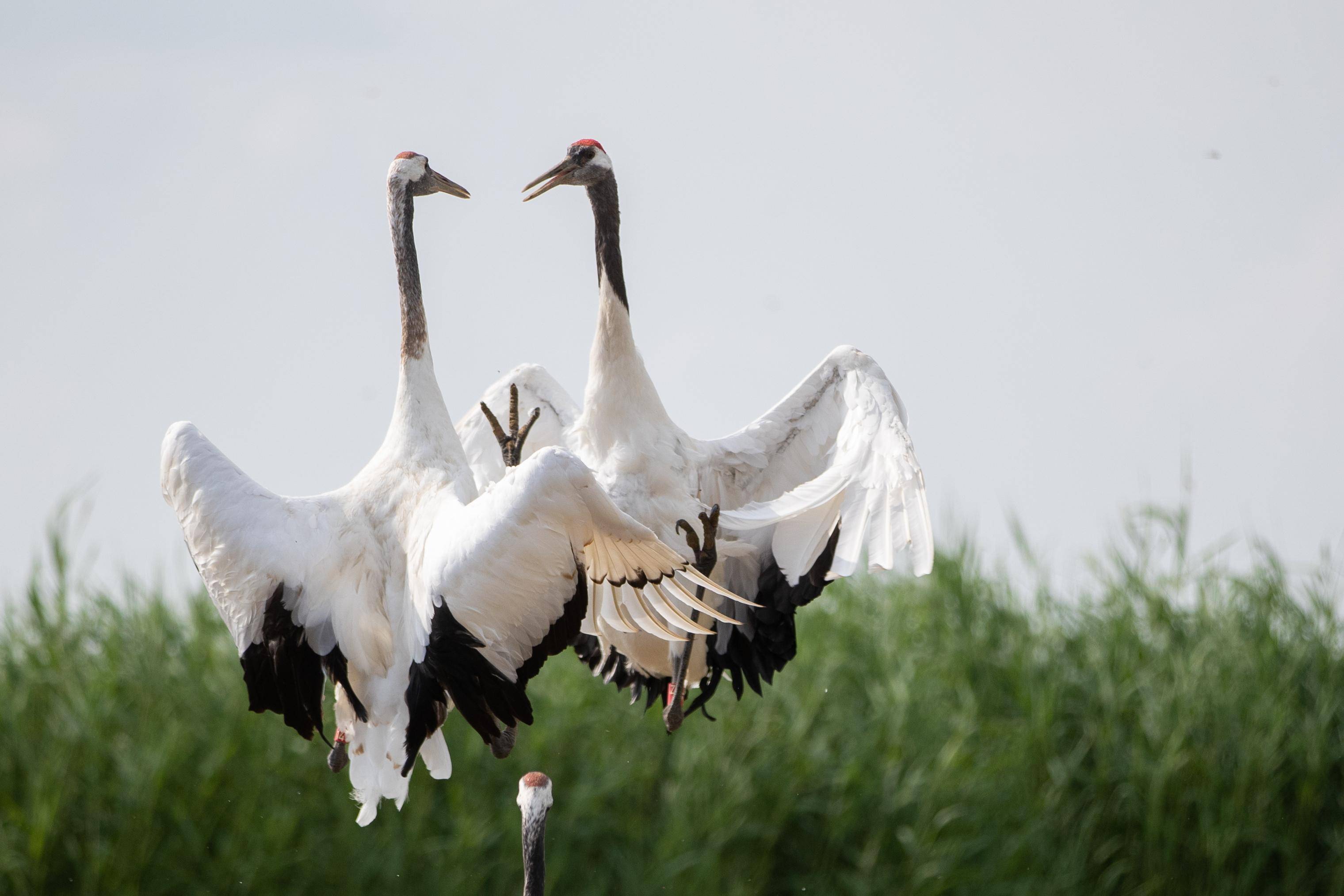 (美丽中国)鹤舞湿地生态美_新华社_扎龙_张涛