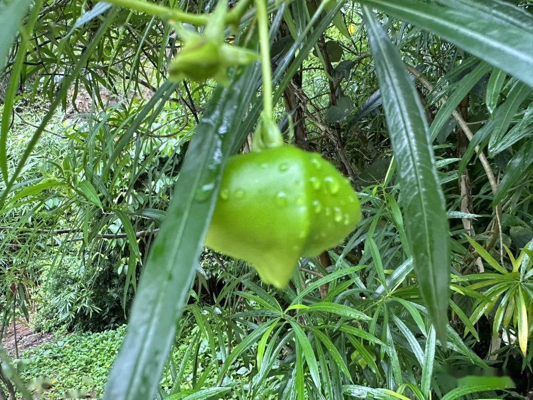 indicum大戟科大戟属3,飞扬草euphorbia hirta菊科蟛蜞菊属2,南美蟛蜞