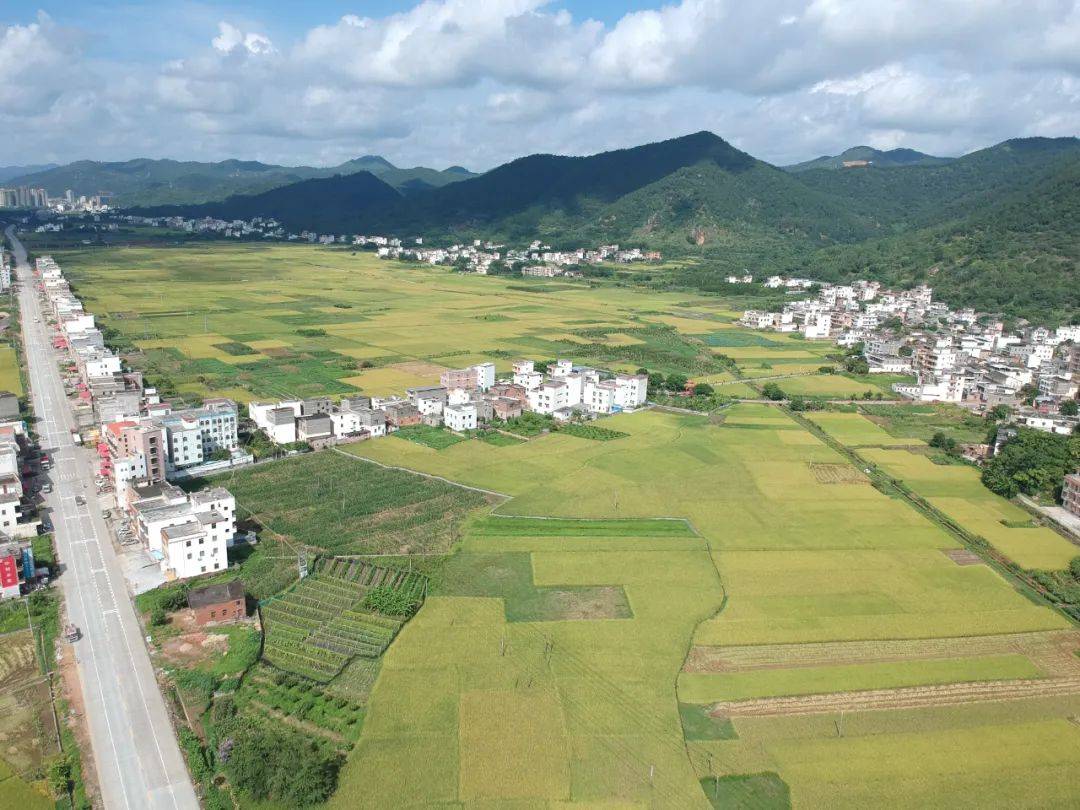 聚焦"百县千镇万村高质量发展工程"丨郁南连滩镇:早稻丰收忙 不负田间