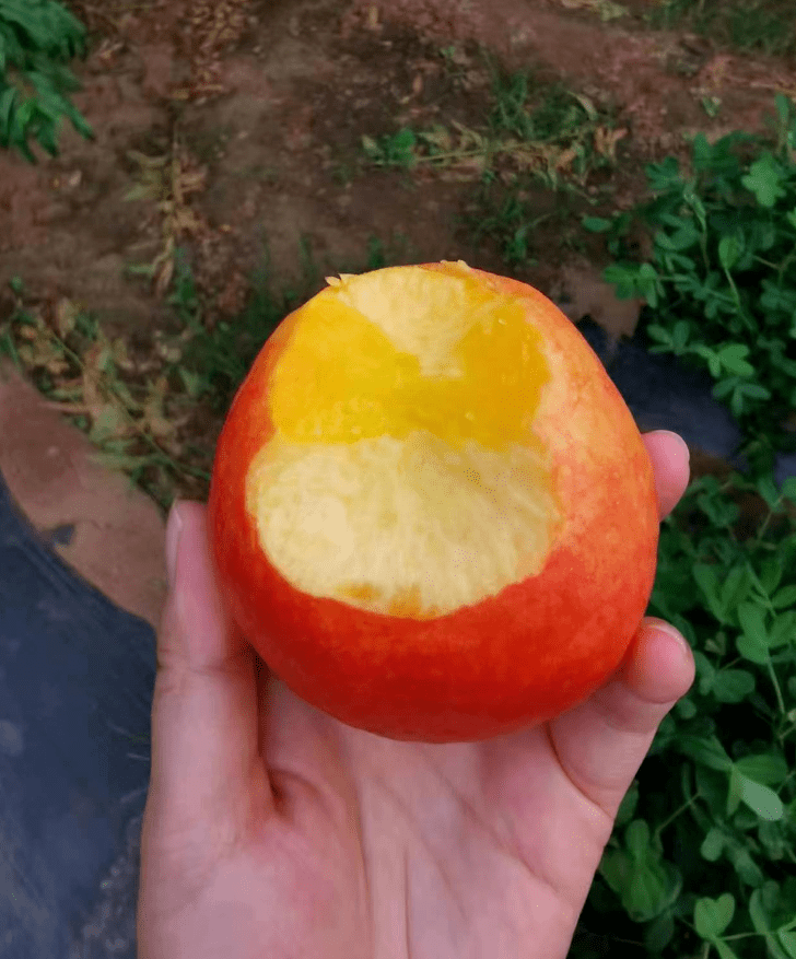 好吃的平谷大桃来了,全北京可包邮到家!_品种_桃子_甜度