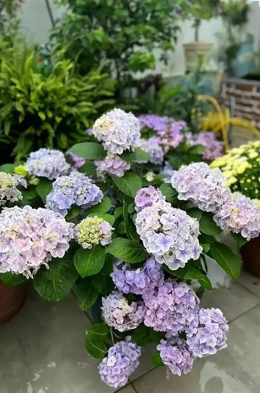 6,7月份养绣球花,教你几个实用小技巧,安全度夏猛开花_水果_盆栽_修剪